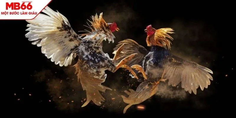 Đa dạng loại hình, bet thủ tha hồ chọn lựa
