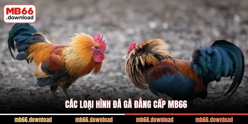 Các loại hình đá gà đẳng cấp MB66