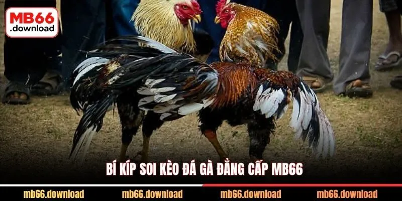 Bí kíp soi kèo đá gà đẳng cấp MB66